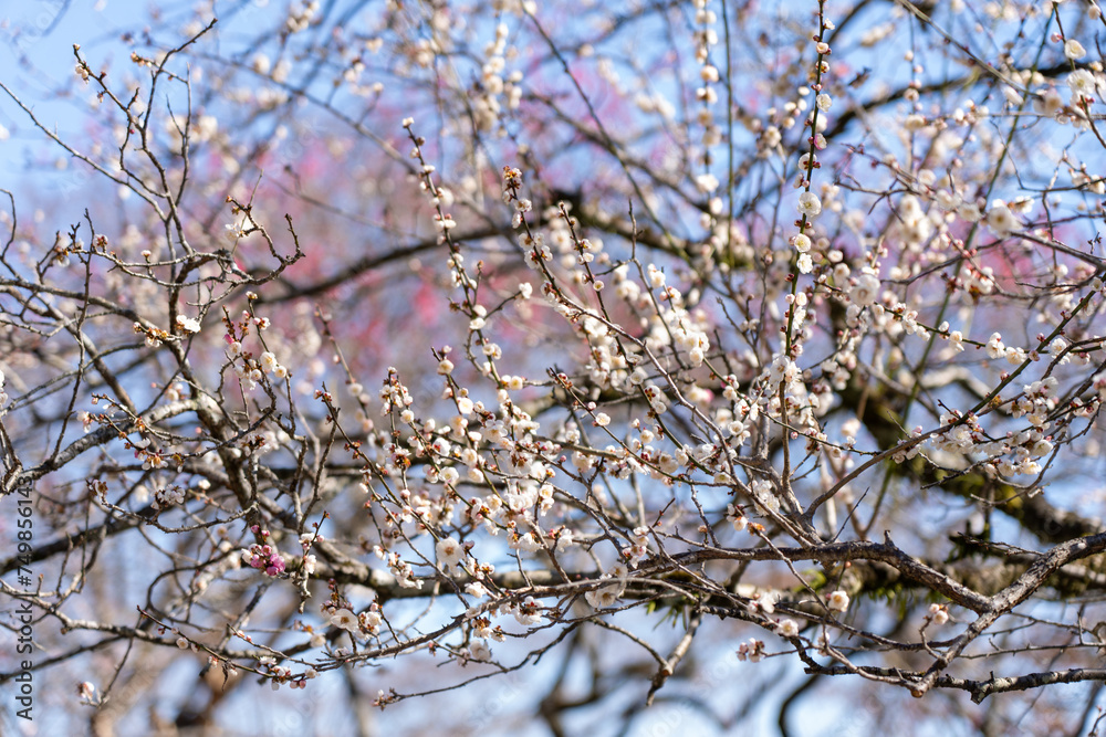 Fototapeta premium Plum blossoms blooming in the Hundred Herb Garden_02