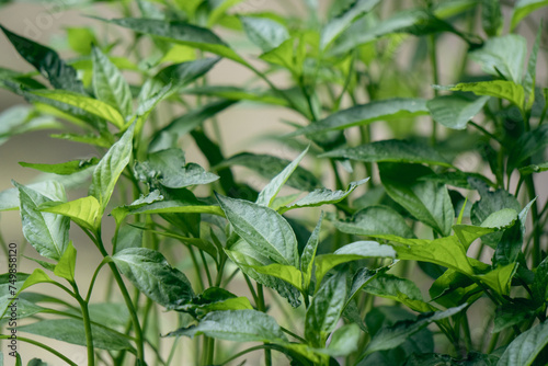 Foto An image of green chili plants with serrated leaves.