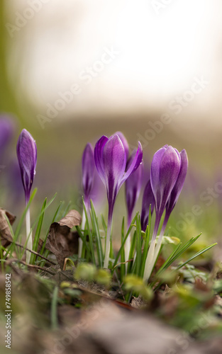 Der erste Krokus 