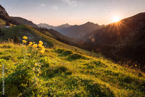 Gelb blühende Trollblumen auf einer grünen Almwiese in den Tiroler Alpen im Gegenlicht der Sonne beim Sonnenuntergang im Frühling, Österreich