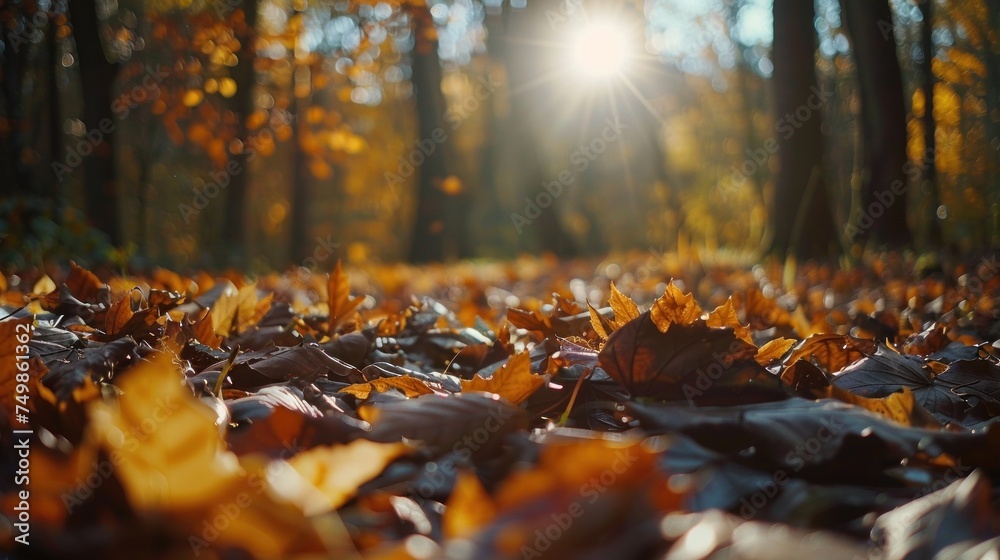 Cozy autumn forest scene with fallen leaves and dappled sunlight. Invites viewers to embrace the beauty of the season. Cozy autumn forest scene with fallen leaves and dappled sunlight. Invites viewers to embrace the beauty of the season.