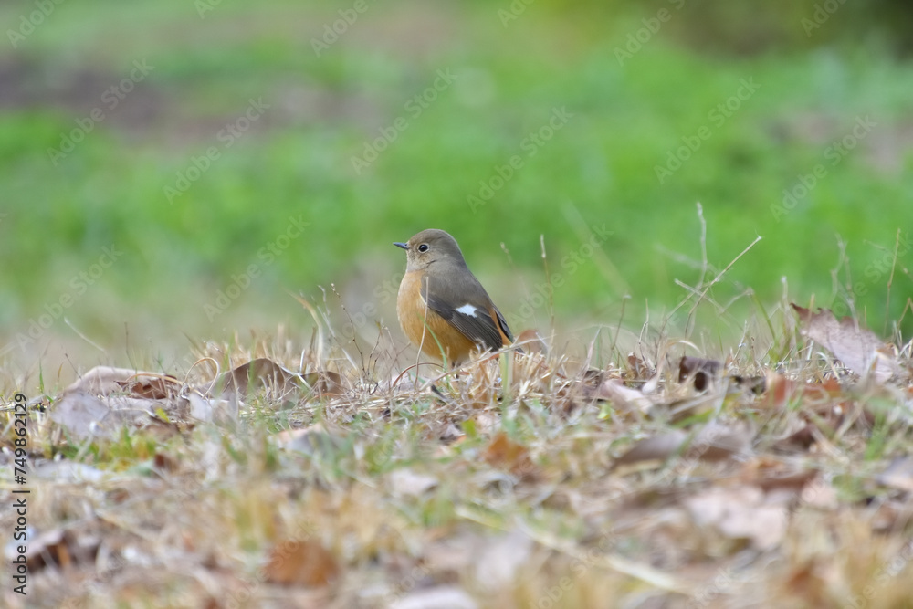 Fototapeta premium 地面に降りた雌のジョウビタキ