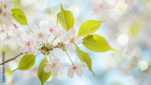  Close-Up of White Cherry Blossoms and Fresh Green Leaves with Soft Bokeh Background
