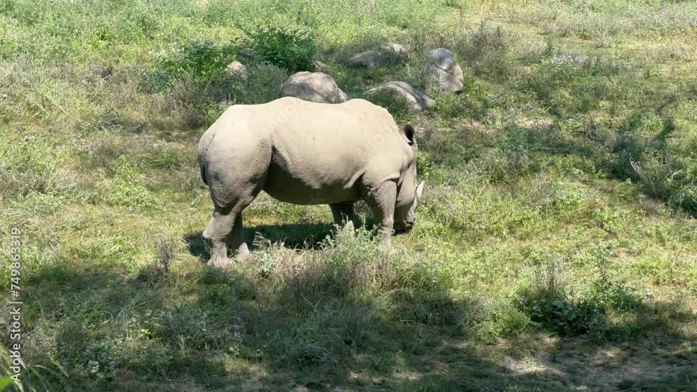 White Rhinoceros - Rhino - Amazing White Rhino in Close Up Profile Walking - White rhinoceros Eating - White Rhinoceros 4k - Rhinos grazing - Ceratotherium simum - White rhinos fighting and eating White Rhinoceros - Rhino - Amazing White Rhino in Close Up Profile Walking - White rhinoceros Eating - White Rhinoceros 4k - Rhinos grazing - Ceratotherium simum - White rhinos fighting and eating