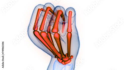 Human Skeleton System Floding Palm Joints Bone Joints Anatomy photo