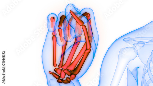 Human Skeleton System Floding Palm Joints Bone Joints Anatomy