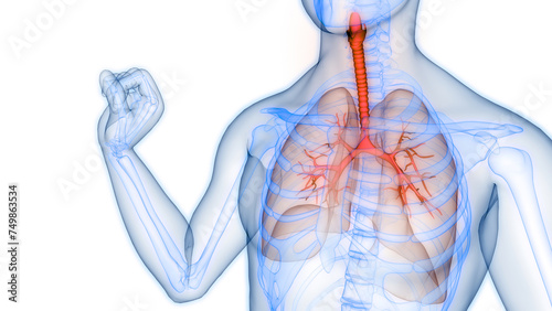 Fototapeta Naklejka Na Ścianę i Meble -  Human Respiratory System Lungs Anatomy