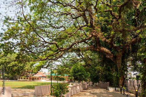 Tree lined street, Banyan Trees, fort Kochi Cochin Kerala India