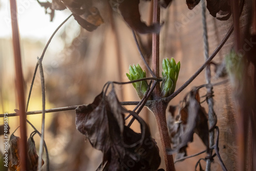 Buds on a clematis viticella, unpruned clematis plant in the spring with tangled mass of stems photo