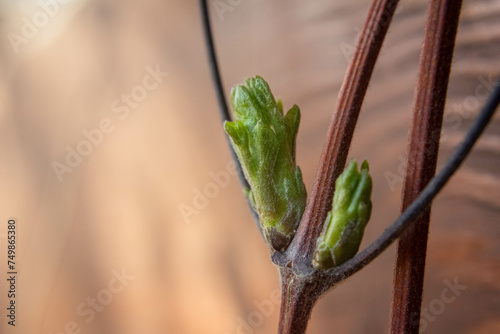 Buds on a clematis viticella, unpruned clematis plant in the spring with tangled mass of stems photo