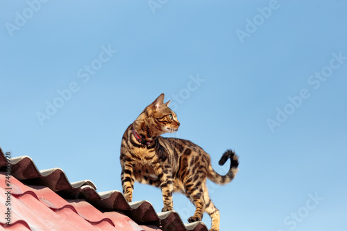 Photography Beautiful bengal cat walking on the roof