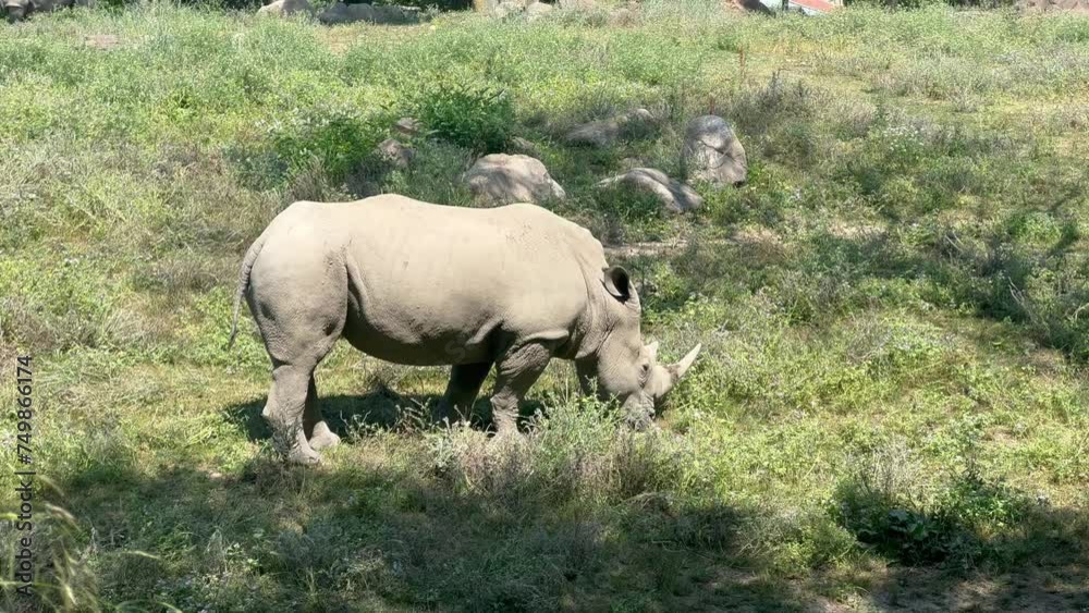 White Rhinoceros - Rhino - Amazing White Rhino in Close Up Profile Walking - White rhinoceros Eating - White Rhinoceros 4k - Rhinos grazing - Ceratotherium simum - White rhinos fighting and eating White Rhinoceros - Rhino - Amazing White Rhino in Close Up Profile Walking - White rhinoceros Eating - White Rhinoceros 4k - Rhinos grazing - Ceratotherium simum - White rhinos fighting and eating