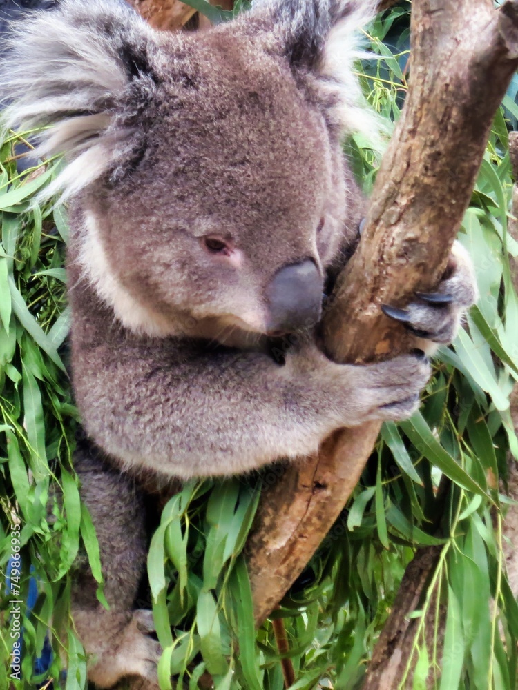 Obraz premium Hobart, Australia