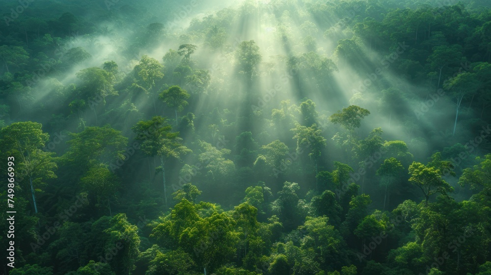  a forest filled with lots of green trees covered in sunbeams and beams of light coming from the tops of the tops of the tops of the trees in the forest.