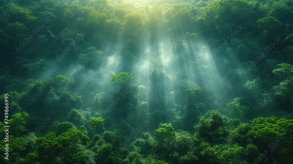  a forest filled with lots of green trees covered in sunbeams and beams of light shining down on the tops of the trees and the tops of the tops of the tops of the tops of the trees.