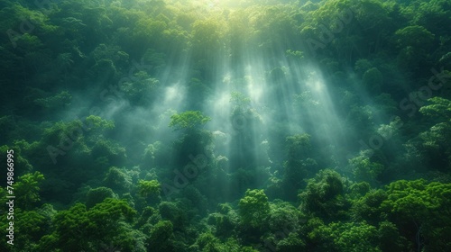  a forest filled with lots of green trees covered in sunbeams and beams of light shining down on the tops of the trees and the tops of the tops of the tops of the tops of the trees. © Marcel