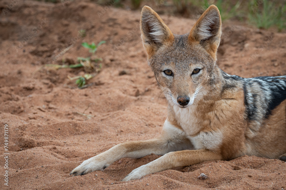 Naklejka premium Black backed jackal resting