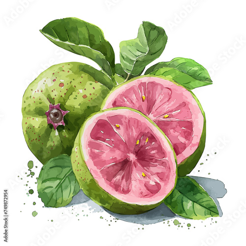 Watercolor Drawing clipart of guava with leaves, isolated on a white background, Illustration & Vector, Graphic.