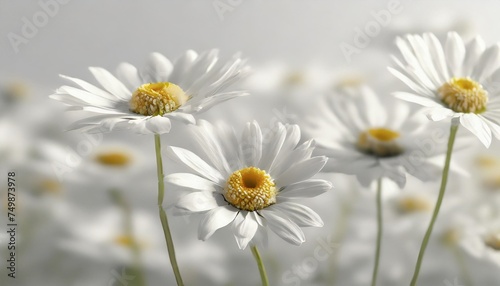 flowers composition white field chamomile flower on white background panoramic photo of summer daisy flowers