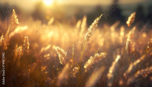 meadow in the sunset golden light meditative background