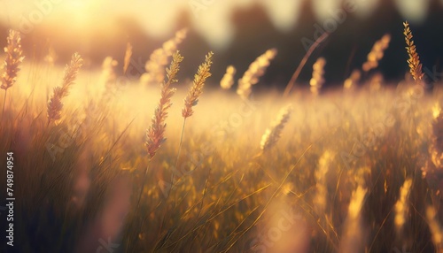 meadow in the sunset golden light meditative background