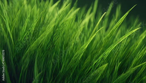 fresh spring green grass green grass texture or background