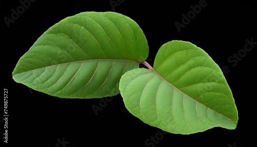 fresh green guava leaves isolated on transparent background