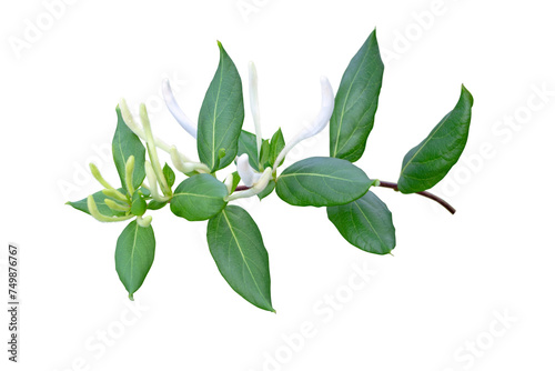 Honeysuckle or Lonicera japonica flowering branch isolated transparent png. White fragrant Lonicera flower buds bunch.