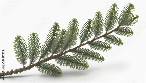 branch brunia laevis isolated on white background photo