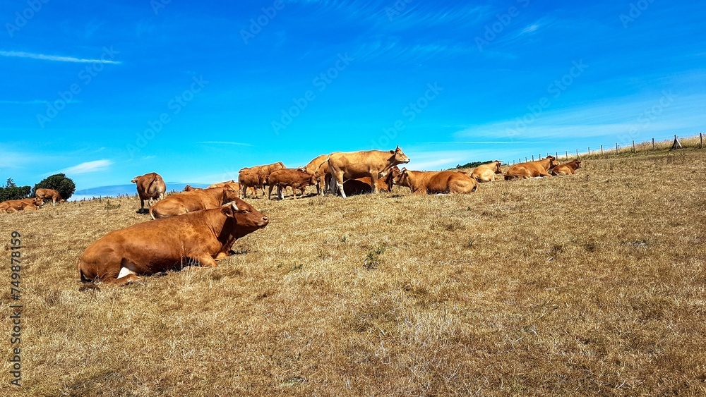 Obraz premium Des vaches et des bœufs paissent dans un champ de pâturage