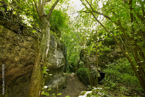 A forest landscape. A rock in a green forest