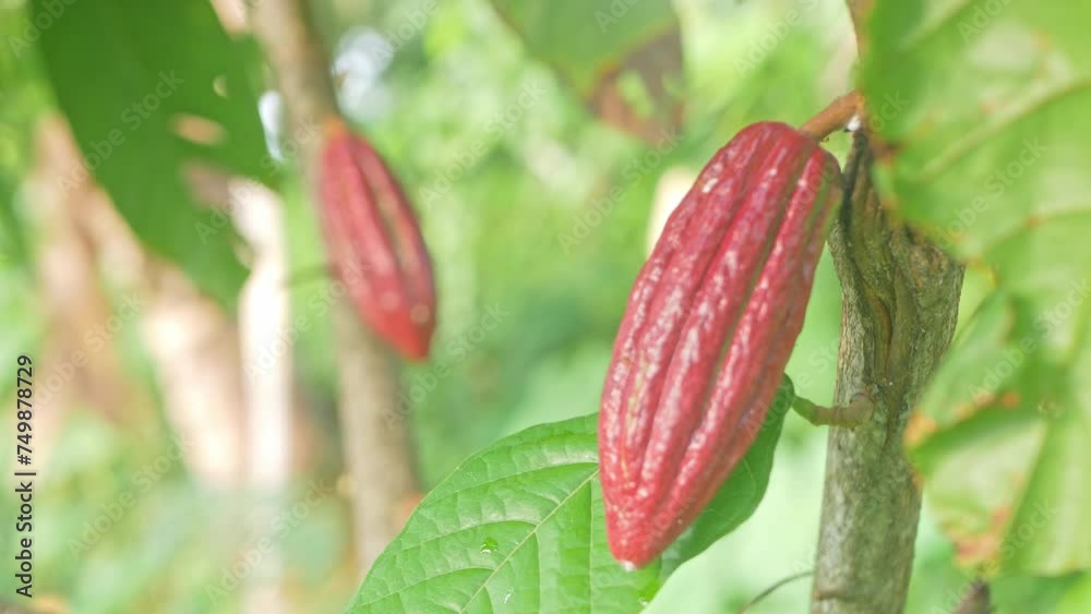 Chocolate tree, also known as the Cocoa (Theobroma cacao L.) fruit and its Tree. Cocoa or chocolate hanging on its tree Chocolate tree, also known as the Cocoa (Theobroma cacao L.) fruit and its Tree. Cocoa or chocolate hanging on its tree
