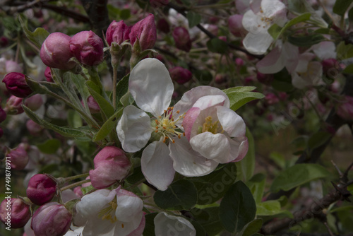 Fleurs de jardins