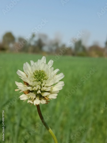 Flower of the trifolium alexandrinum or white flower of Egyptian clover or berseem clover fresh white flower photo