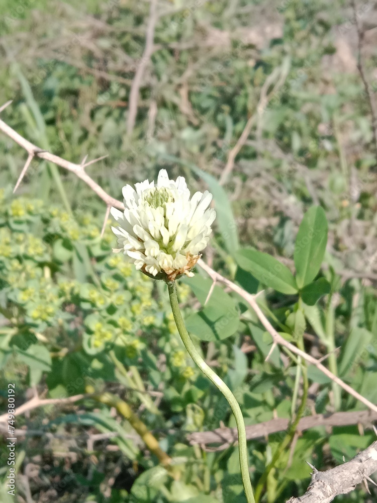 Flower of the trifolium alexandrinum or white flower of Egyptian clover or berseem clover fresh white flower Flower of the trifolium alexandrinum or white flower of Egyptian clover or berseem clover fresh white flower
