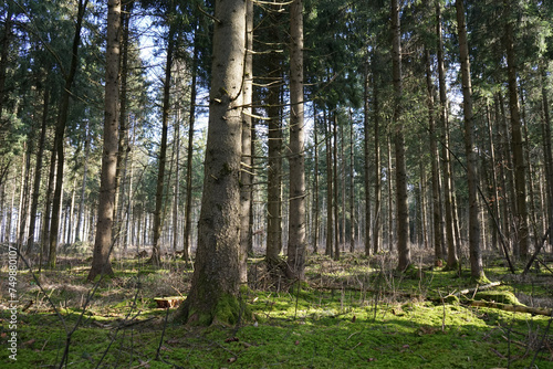 Fototapeta Naklejka Na Ścianę i Meble -  German forest on a sunny day