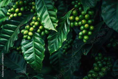 Lush coffee plant foliage with clusters of green coffee cherries nestled among vibrant leaves.