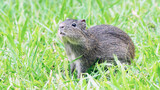 Mountain Caucasian Gopher or Spermophilus musicus in grass in Russia