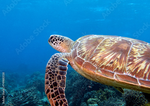 A Green Turtle swimming on a reef Apo Island Philippines © Paulo Violas