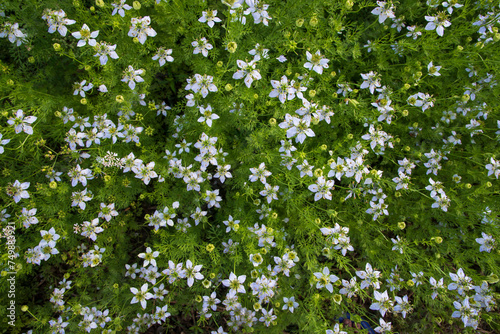 Blooming White Nigella sativa flowers in the field. Top view Texture background