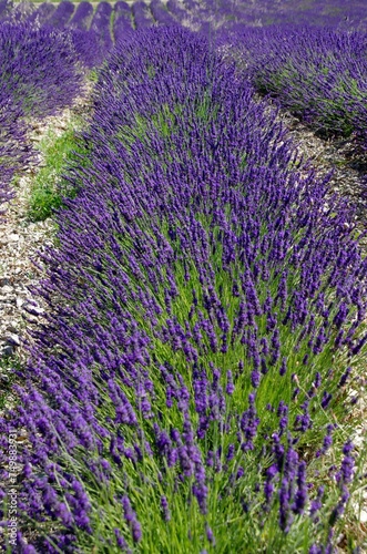 Lavender field in the Baronnies in the South East of France  in Europe