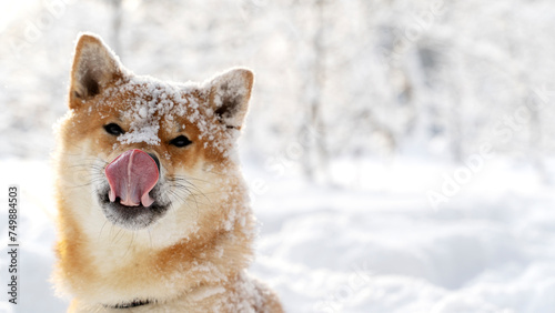 Funny Shiba Inu in the winter forest