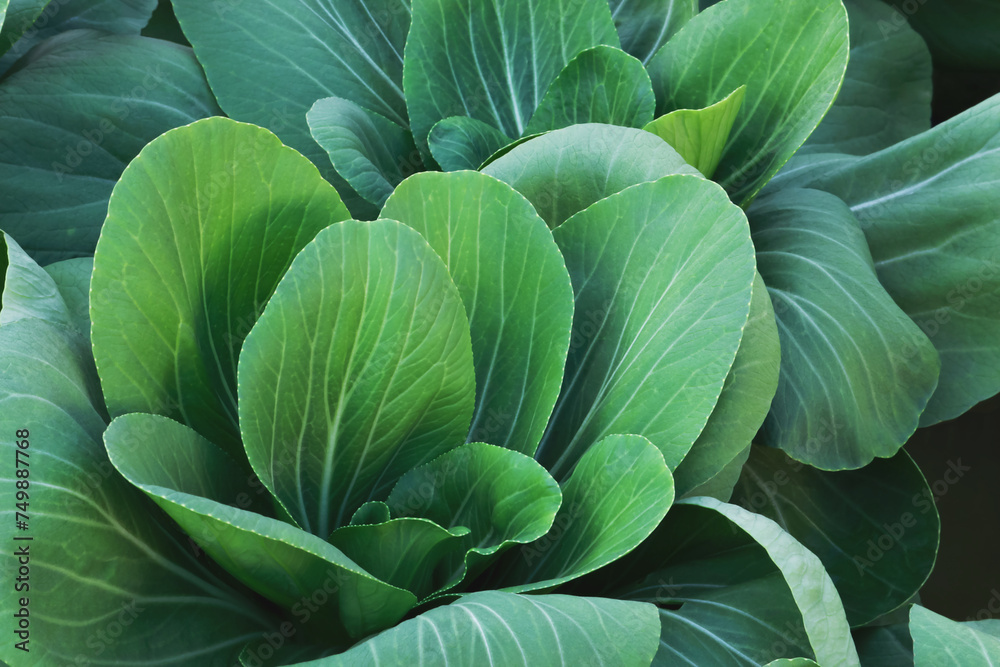 Obraz premium Closeup of Leafy Green Vegetables, Chinese Cabbage, Bok Choy, in Planting Bed