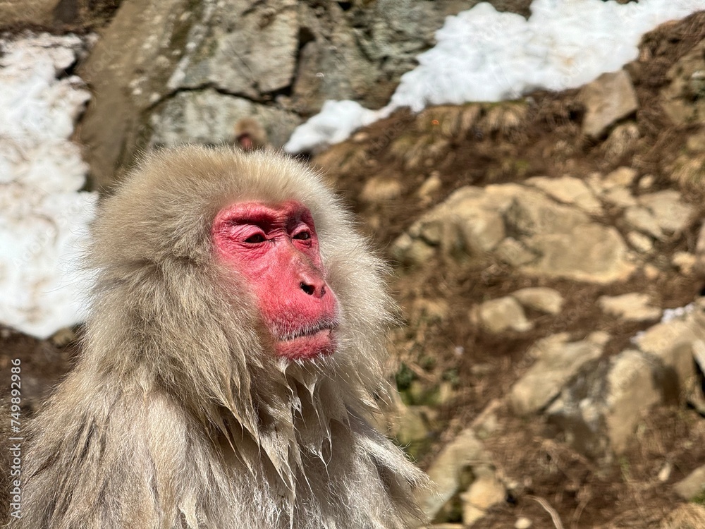 Naklejka premium My macaque moment