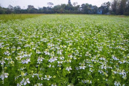 Blooming White Nigella sativa flowers in the field with blue sky. Natural Landscape view