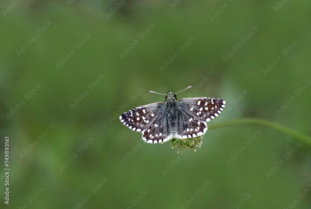 Aegean Hopper butterfly (Pyrgus melotis) on the plant. Aegean Hopper butterfly (Pyrgus melotis) on the plant.