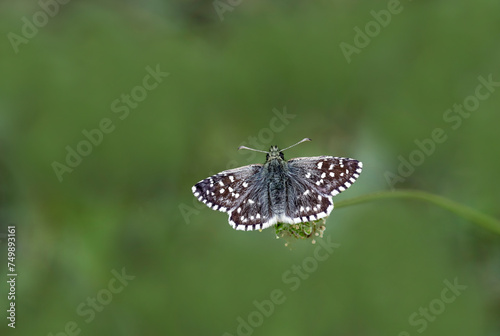 Aegean Hopper butterfly (Pyrgus melotis) on the plant.​ photo