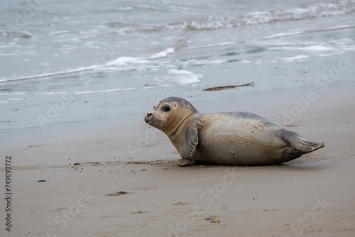young seal on the beach of westkapelle Zeeland Netherlands in February © Ulrich