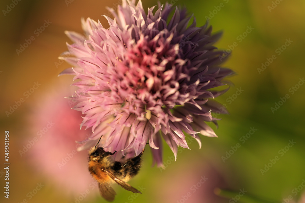 a honey bee collects nectar from a chives flower a honey bee collects nectar from a chives flower