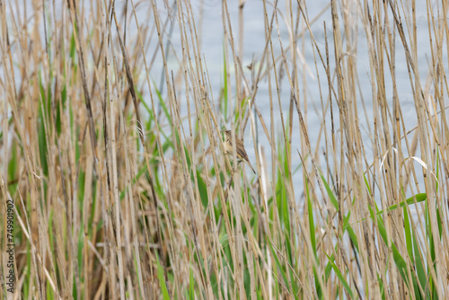 a reed warbler bird between reed plants